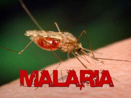 malaria.jpg