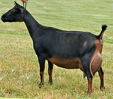 goat female.jpg