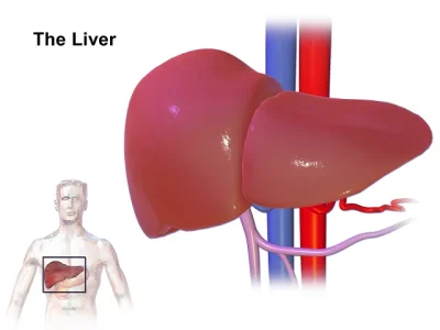 liver.webp