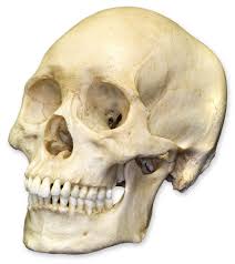 skull.jpg