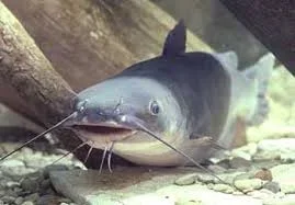 catfish.webp