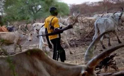 herdsmen cow with gun.webp