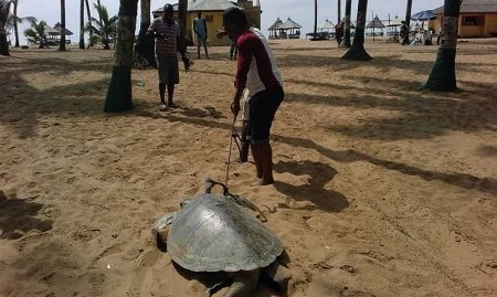 sea turtle 3.JPG