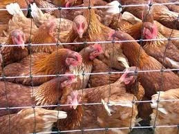 bird flu2.webp