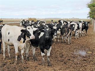 argentina cattle.jpg