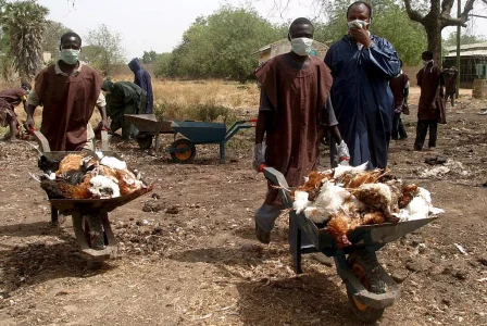 bird flu.webp