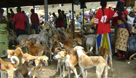 dog market.jpg
