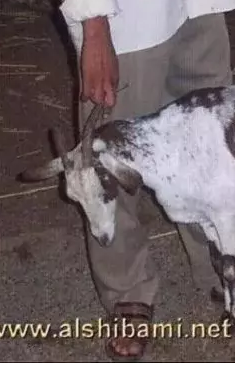 allah's goat 2.PNG