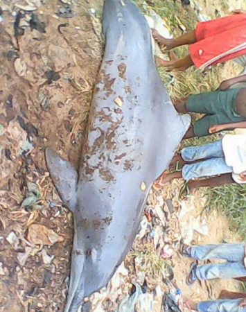 dolphin bayelsa 3.PNG