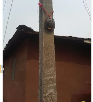 IBADAN TORTOISE.webp