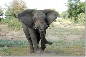 botswana elephant.jpg