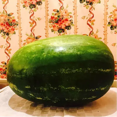 buhari watermelon.png