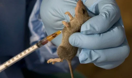lassa fever.webp