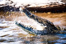 Zimbabwean Pastor Eaten By Crocodiles While Trying To Walk On Water Like Jesus.jpg
