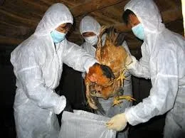 bird flu.webp
