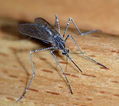 mosquitoe.jpg