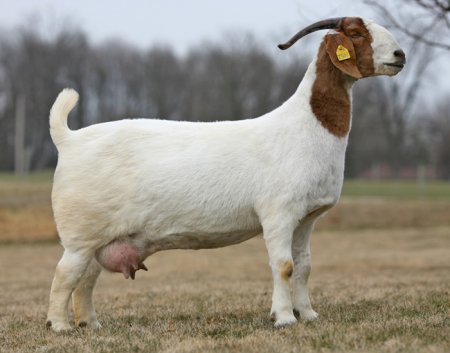 female goat.jpg
