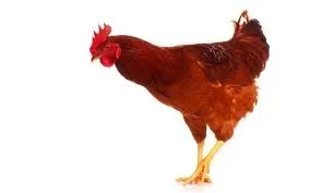 cock.webp